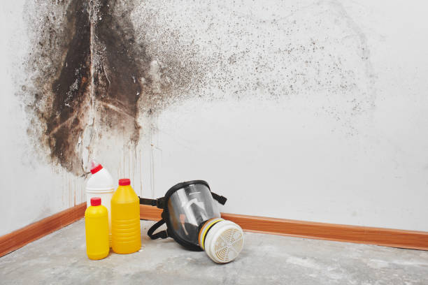 Best Office Mold Removal Services  in Bloomingdale, IL
