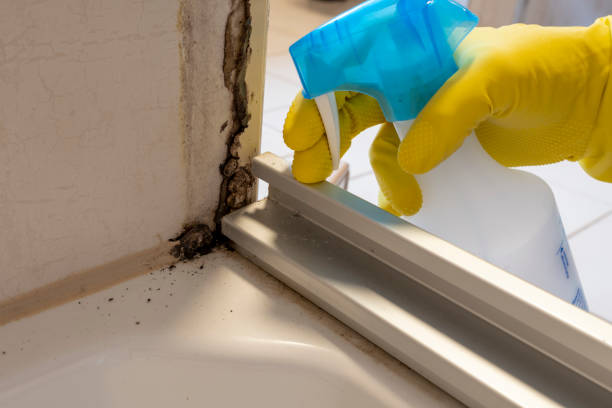 Bloomingdale, IL Mold Removal Company