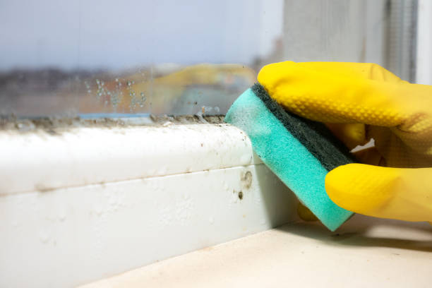 Best Residential Mold Removal  in Bloomingdale, IL