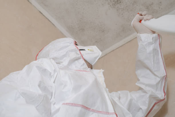 Best Professional Mold Removal  in Bloomingdale, IL