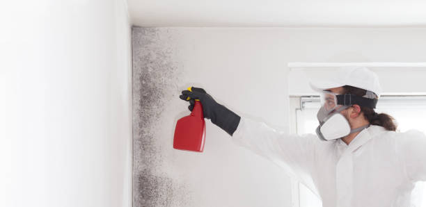 Best Mold Removal Process  in Bloomingdale, IL