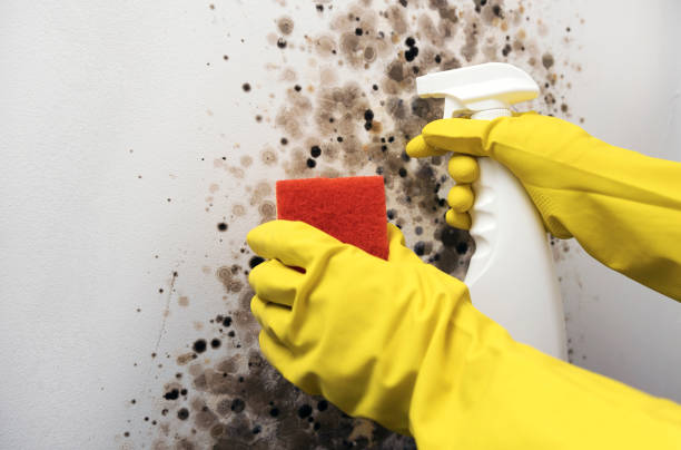 Mold Removal and Inspection in Bloomingdale, IL